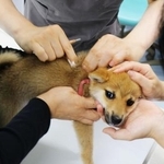 　狂犬病ワクチンの注射＝東京都杉並区