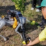　収穫の実証作業で、農家の男性からレモンを手渡される犬型ロボット＝１４日、岡山県浅口市