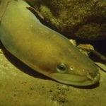 　岩の間から顔を出すニホンウナギ（脇谷量子郎・東京大特任准教授提供）