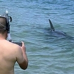 　福井県敦賀市の白木海水浴場に現れたイルカ＝２０２４年８月（遊泳客提供）