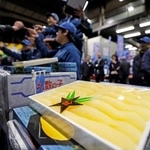 　大阪市中央卸売市場で開かれた塩かずのこの初競り＝２１日午前