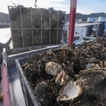 　広島県呉市沖で水揚げされた養殖カキ。大量死の影響でほとんどが商品にならないという＝１８日