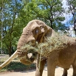 　雄のアフリカゾウ「ベン」（八木山動物公園フジサキの杜提供）