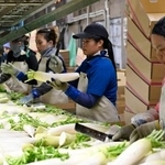 　大根の出荷作業をする外国人労働者＝１０月、北海道浦幌町