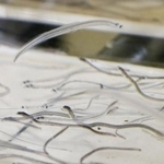 　シラスウナギ＝２０２４年７月、鹿児島県和泊町