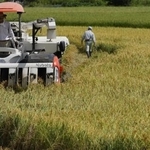 　コメの収穫作業＝８月、新潟県三条市