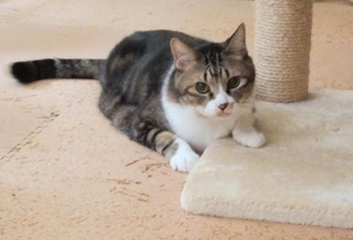 　天皇ご一家の愛猫「セブン」（宮内庁提供）