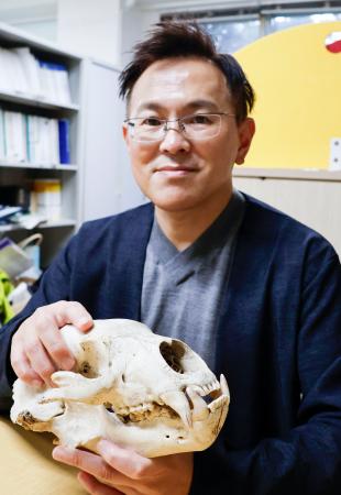 　クマの頭蓋骨を手に取材に応じる大西尚樹さん＝１１月、盛岡市