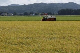 　収穫期を迎えたコメ＝８月、新潟県三条市