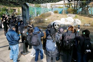 　中国への返還発表後、初の開園日を迎え、ジャイアントパンダを観覧する人たち＝１６日午前、東京・上野動物園