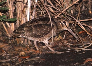 　アマミヤマシギ（環境省提供）