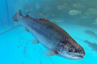 　愛媛県西条市で陸上養殖されたサーモン＝１０月