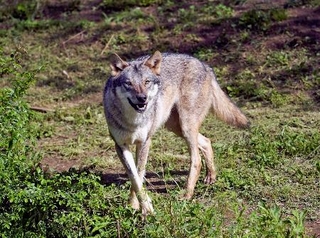 　多摩動物公園で一時脱走したオオカミの「スイ」＝２０２５年５月（東京動物園協会提供）
