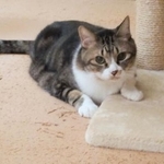 　天皇ご一家の愛猫「セブン」（宮内庁提供）