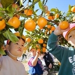 　ミカン狩りを楽しむ認定こども園の園児＝１日午前、福島県広野町