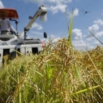 　収穫期されるコメ＝８月、新潟県三条市