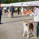 　福岡市で開かれた、秋田犬の容姿の美しさを審査する品評会＝７日午後