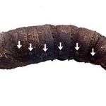 　「エゾスズメ」のさなぎ。矢印の先の部分に気門がある（神戸大の杉浦真治教授提供）