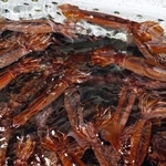 　いけすのスルメイカ