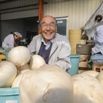　伝統野菜「弘岡カブ」を扱う「石元食品」先代社長の石元健二さん＝４日、高知市