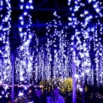 　栃木県足利市の「あしかがフラワーパーク」で大藤棚を再現したイルミネーションを楽しむカップル＝１０日夜