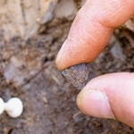 　英南東部のバーナム遺跡で見つかった黄鉄鉱の破片（発掘プロジェクト「Ｐａｔｈｗａｙｓ　ｔｏ　Ａｎｃｉｅｎｔ　Ｂｒｉｔａｉｎ」提供）