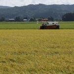 　収穫期を迎えたコメ＝８月、新潟県三条市