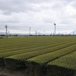 　鹿児島県南九州市に広がる茶畑＝３月