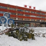 　大雪の影響で折れた街路樹の一部＝１５日午前、ＪＲ釧路駅前