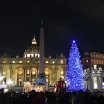 　バチカンのサンピエトロ広場に設置されたクリスマスツリー＝１５日（共同）