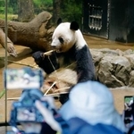 　報道陣に公開された双子のジャイアントパンダ、雌レイレイ＝１６日午前、東京・上野動物園
