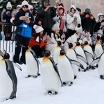 　北海道旭川市の旭山動物園で行われた「ペンギンの散歩」のリハーサル。雪が舞う中悠々と歩くペンギンを来園者が笑顔で見守った＝１７日午後