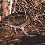 　アマミヤマシギ（環境省提供）