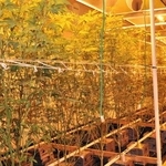 　米ロサンゼルスで栽培される医療用大麻＝２０１５年１２月