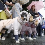 　三重県伊勢市で、雨具を着せられ並ぶ犬＝６月