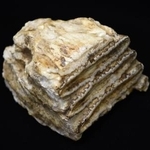 　ＤＮＡ解析に使用された約３万４千年前のナウマンゾウの臼歯の化石（瀬川高弘山梨大講師提供）