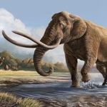 　ナウマンゾウの復元図（府高航平氏作製）