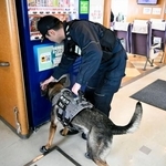 　アジア・アジアパラ大会に向けた警戒活動で、高速船の船内を探索する警備犬＝２６日午前、中部空港