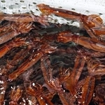 　いけすで泳ぐスルメイカ＝６月、北海道函館市