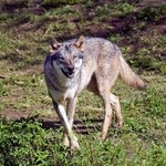 　多摩動物公園で一時脱走したオオカミの「スイ」＝２０２５年５月（東京動物園協会提供）