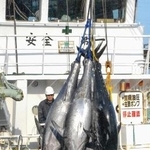 　鳥取県の境港に水揚げされるクロマグロ