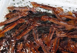 　いけすで泳ぐスルメイカ＝２５年６月、北海道函館市