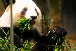 　最終観覧日を迎えた東京・上野動物園の双子のジャイアントパンダ、雌レイレイ＝２５日午前、東京都台東区