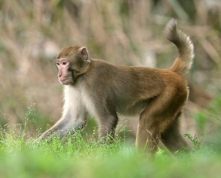 　千葉県内に生息する特定外来生物のアカゲザル（千葉県提供）