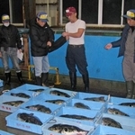 　南風泊仮設市場で行われたフグの初競り＝４日未明、山口県下関市