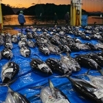 　勝浦地方卸売市場の初市に並んだマグロ＝４日早朝、和歌山県那智勝浦町