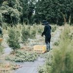 　コスメブランド「ＴＨＲＥＥ」のハーブ農園での収穫作業＝佐賀県唐津市（ＴＨＲＥＥ提供）