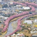 　昨年３月、見頃を迎えた静岡県河津町の「河津桜」