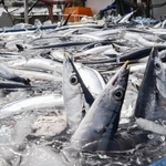 　銚子漁港で水揚げされたサンマ＝２０２５年９月、千葉県銚子市