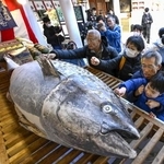 　西宮神社に奉納されたマグロに、さい銭を張り付ける参拝客＝８日午前、兵庫県西宮市